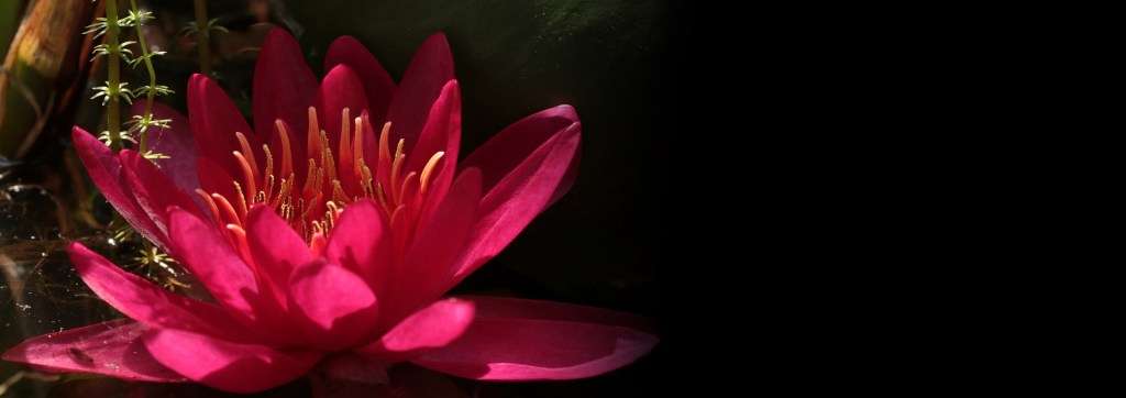image of a water lilly